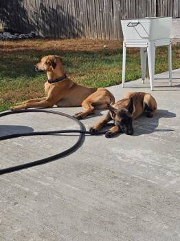 Rescue Belgian Shepherd Malinois Dogs for Adoption in Houston, Texas - Mel & Maddox | PetCurious