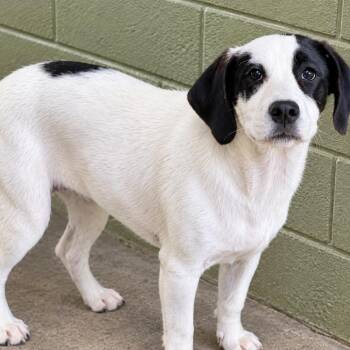 Louie -  German Shepherd Dog and Mixed Breed Dog for Adoption in Falls Church, Virginia - Louie | PetCurious