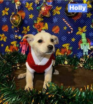 Rescue Mixed Breed Dogs for Adoption in Puyallup, Washington - Holly | PetCurious