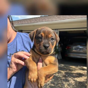 Smores -  Labrador Retriever Dog for Adoption - Smores | PetCurious