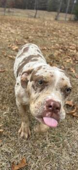 Rescue Boston Terrier and Catahoula Leopard Dog Dogs for Adoption in Warrior, Alabama - Toofies | PetCurious