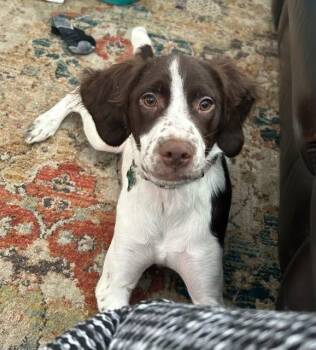 Brittany Spaniel Dogs Available for Adoption - UT/Jilly | PetCurious