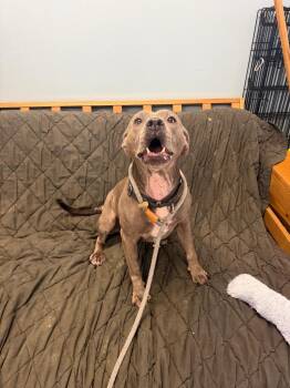 Ellie -  Pit Bull Terrier Dog for Adoption in Marion, Ohio - Ellie | PetCurious