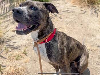 Rescue Pit Bull Terrier Dogs for Adoption in Tustin, California - BROOKE | PetCurious
