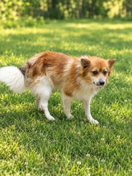 Willie 0223 -  Pomeranian Dog for Adoption in Waldorf, Maryland - Willie 0223 | PetCurious