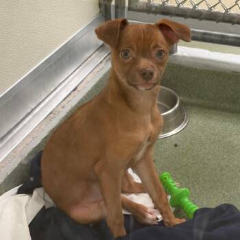 Chihuahua and Jack Russell Terrier Dogs Available for Adoption - Jack-Jack | PetCurious