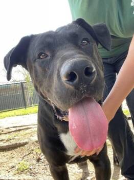 Labrador Retriever and Black Mouth Cur Dogs Available for Adoption - BERT | PetCurious
