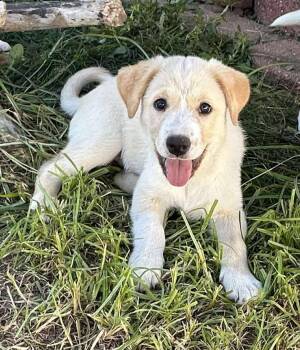 Rescue Shepherd and Beagle Dogs for Adoption in Dover, Arkansas - Stephen - N | PetCurious