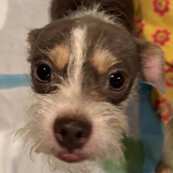 Lorax -  Terrier Dog for Adoption in Prospect, Kentucky - Lorax | PetCurious