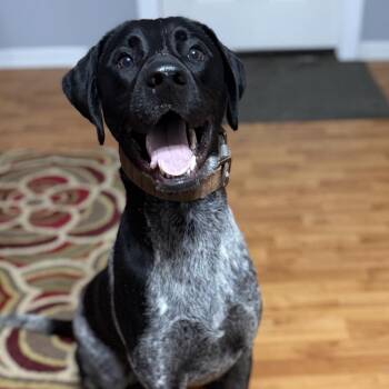 German Shorthaired Pointer Dogs Available for Adoption - Drake | PetCurious