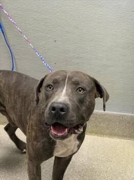 BUSTER -  Pit Bull Terrier Dog for Adoption in Las Vegas, Nevada - BUSTER | PetCurious
