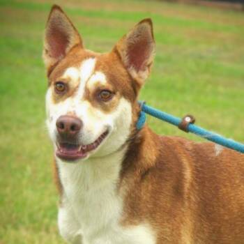 Rescue Siberian Husky Dogs for Adoption in Austin, Texas - Mullen JuM | PetCurious