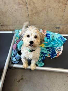 Shih Tzu Dogs Available for Adoption - Bamboo | PetCurious