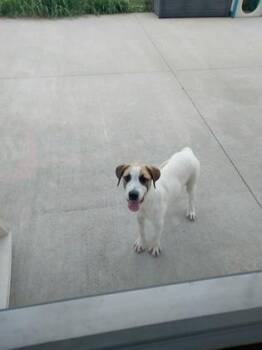 BoJangles -  Mixed Breed Dog for Adoption in Beatrice, Nebraska - BoJangles | PetCurious