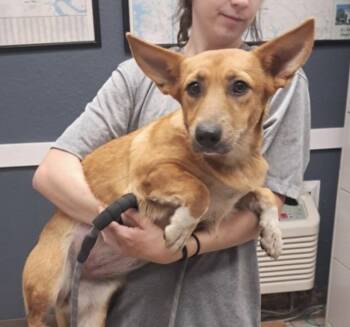 Blueberry -  Cardigan Welsh Corgi Dog for Adoption in Hollister, Missouri - Blueberry | PetCurious