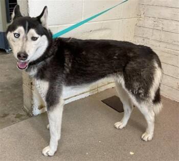 Siberian Husky Dogs Available for Adoption - BASIL | PetCurious