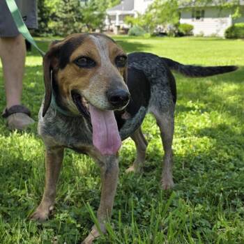 Blue -  Bluetick Coonhound Dog for Adoption in Salamanca, New York - Blue | PetCurious