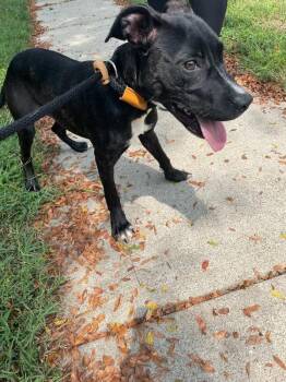 Khloe -  Mixed Breed Dog for Adoption in Cincinnati, Ohio - Khloe | PetCurious