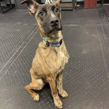 Belgian Shepherd Malinois Dogs Available for Adoption - Weasley  | PetCurious