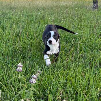 Josh -  Boston Terrier and Terrier Dog for Adoption in Bloomfield, Connecticut - Josh | PetCurious