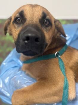 Rescue Labrador Retriever and Mixed Breed Dogs for Adoption in San Antonio, Texas - Marvin The Martian | PetCurious
