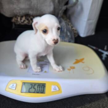 HF Puppy 3 -  Chihuahua and Mixed Breed Dog for Adoption in Montgomery, Texas - HF Puppy 3 | PetCurious
