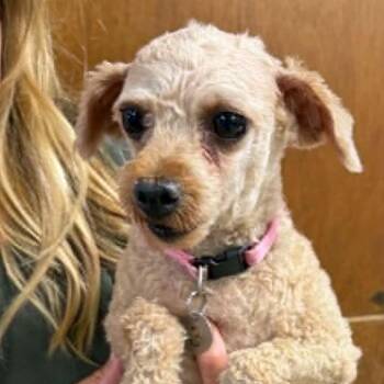 Smiggin-Foster Home Needed -  Poodle Dog for Adoption in Hartland, Wisconsin - Smiggin-Foster Home Needed | PetCurious