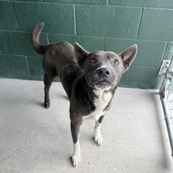 Shepherd and Mixed Breed Dogs Available for Adoption in Carencro, Louisiana - Tiptoe | PetCurious