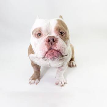 American Bully Dogs Available for Adoption - Goomba  | PetCurious