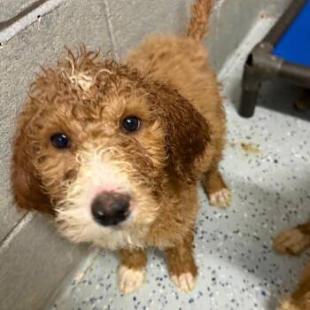 Golden Retriever and Poodle Dogs Available for Adoption in Huntsville, Alabama - Neptune | PetCurious