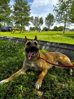 Mixed Breed Dogs Available for Adoption in New Orleans, Louisiana - Toffee | PetCurious