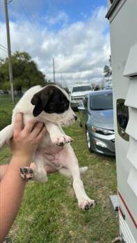 Pit Bull Terrier Dogs Available for Adoption - A652319 | PetCurious