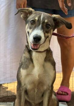 Chispa -  Foxhound and Labrador Retriever Dog for Adoption in Ramona, California - Chispa | PetCurious