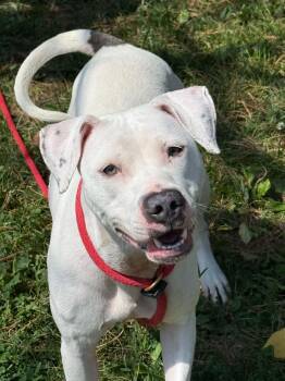 Opal -  Pit Bull Terrier Dog for Adoption in Springfield, Illinois - Opal | PetCurious