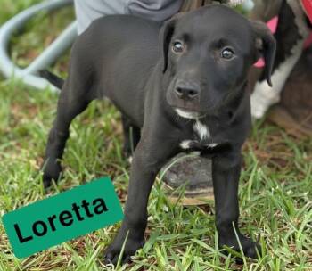 Pointer and Labrador Retriever Dogs Available for Adoption in Semmes, Alabama - Loretta | PetCurious