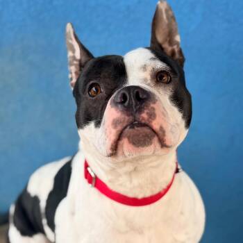 Happy Feet -  Pit Bull Terrier Dog for Adoption in Newark, New Jersey - Happy Feet | PetCurious