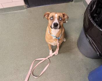 RALA -  Mixed Breed Dog for Adoption in Santa Fe, New Mexico - RALA | PetCurious