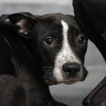 PRINCETON -  American Staffordshire Terrier Dog for Adoption in San Antonio, Texas - PRINCETON | PetCurious