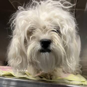 Scrappy -  Poodle and Terrier Dog for Adoption in Greensboro, North Carolina - Scrappy | PetCurious