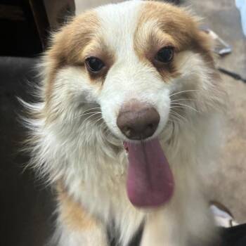 Australian Shepherd and Pomeranian Dogs Available for Adoption in Corbin, Kentucky - Ben10 | PetCurious