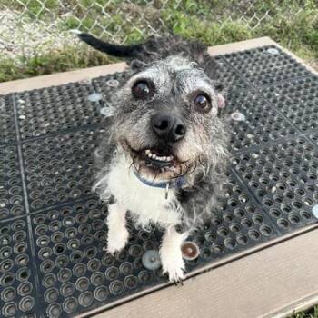 Oreo -  Mixed Breed Dog for Adoption in Dubuque, Iowa - Oreo | PetCurious