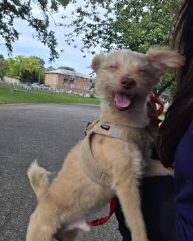 Damian -  Yorkshire Terrier Dog for Adoption in Bloomfield, New Jersey - Damian | PetCurious