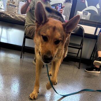 German Shepherd Dog Dogs Available for Adoption in Naperville, Illinois - Nico (Bonded With Oki) | PetCurious