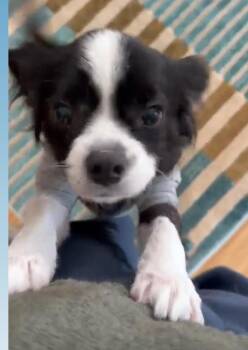 Cavalier King Charles Spaniel Dogs Available for Adoption - Beacon | PetCurious