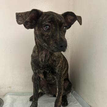 Aurah -  Mixed Breed Dog Available for Adoption in Guaynabo, Guaynabo - Aurah | PetCurious