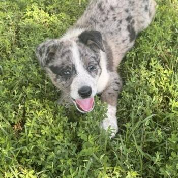 Australian Shepherd Dogs Available for Adoption in Quitman, Texas - BEAU | PetCurious