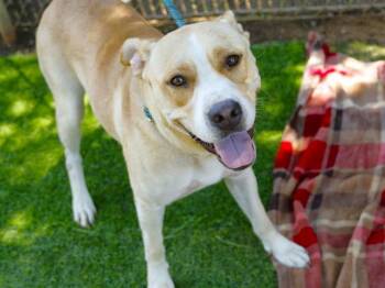LALA -  German Shepherd Dog and Labrador Retriever Dog for Adoption in Tallahassee, Florida - LALA | PetCurious