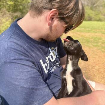 Black Labrador Retriever and German Shepherd Dog Dogs Available for Adoption - Rhys | PetCurious