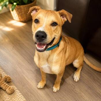 Butter -  Labrador Retriever and Mixed Breed Dog for Adoption in Houston, Texas - Butter | PetCurious
