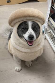 Border Collie Dogs Available for Adoption - Milo | PetCurious